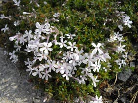 Phlox 'Tiny Bugless'